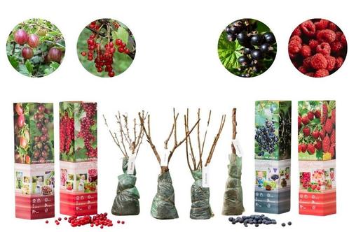 Set van 4 fruitplanten voor in je tuin (30 - 38 cm), Tuin en Terras, Planten | Tuinplanten