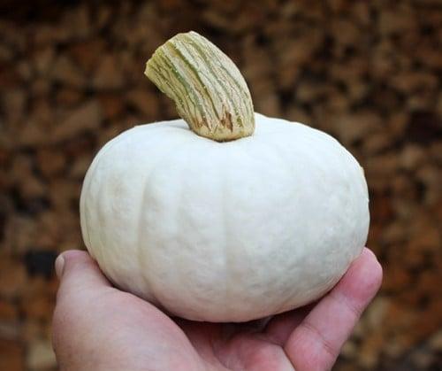 White Lamp F1 Witte kleine pompoen 700-1000gr 50 zaden, Huis en Inrichting, Woonaccessoires | Kunstplanten en Kunstbloemen, Nieuw