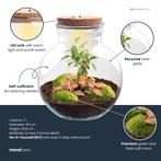 DIY Planten terrarium (met licht) - Teddy Bonsai - Ø 25 cm, Verzenden