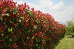 Glansmispel Photinia fraseri Red Robin Haag 100-125 Kluit