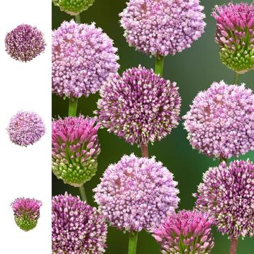 Bloembollen - 285 x Alliums pakket - Collection beschikbaar voor biedingen