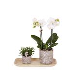 Kolibri Orchids | Plantenset Untamed Nature small | Groene p, Verzenden, Nieuw