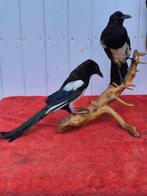 Zwarte koraalduif - Honden - Ekster Taxidermie volledige, Nieuw