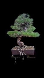 bonsai Pinus thunbergii - Hoogte (boom): 70 cm - Diepte