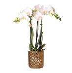 Kolibri Orchids | witte Phalaenopsis orchidee – Amabilis + D, Verzenden