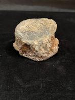 Dinosaurus - Fossiel bot - Stegosaurus - 7 cm - 7 cm