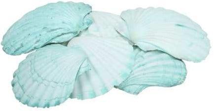 Fan Chippy Giant Jacobsschelp Groen 6 stuks, Hobby en Vrije tijd, Knutselen, Nieuw, Ophalen of Verzenden