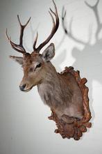 NO Reserve price - Large Red Stag - head-mount on shield -, Verzamelen, Dierenverzamelingen, Nieuw