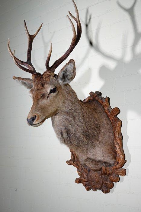NO Reserve price - Large Red Stag - head-mount on shield -, Verzamelen, Dierenverzamelingen