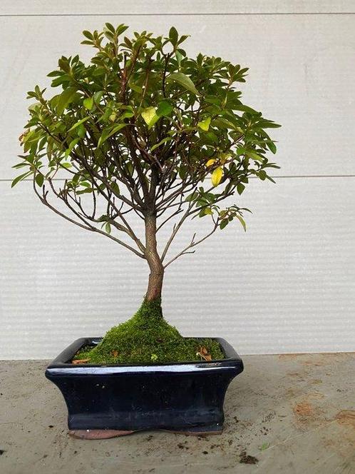 Azalea bonsai (Rhododendron) - Hoogte (boom): 28 cm - Diepte, Antiek en Kunst, Kunst | Schilderijen | Klassiek