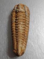 Trilobiet - Gefossiliseerde schelp - 1 Ileanus giganteus et