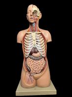 Anatomisch model - Somsoplast - 1950-1960 - Somso Anatomisch