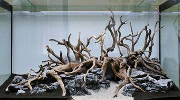 Spider wood 25-35cm aquarium decoratie hout (Hardscaping) beschikbaar voor biedingen