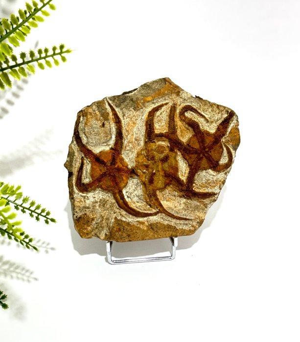 Perfect behouden slangsterren groep (Ophiuroidea) in, Verzamelen, Mineralen en Fossielen