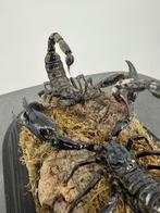 Schorpioenen onder stolp Taxidermie volledige montage -