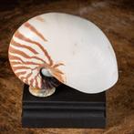 Nautilus schelp op houten voet Zeeschelp - Nautilus, Verzamelen, Nieuw
