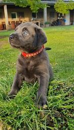 Prachtige Labrador pups - Grijs en Merle  - ED HD DNA Stamb., Meerdere, 8 tot 15 weken, Meerdere dieren, Parvo