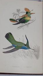 H. G. Adams - Humming Birds Described and Illustrated - 1870, Antiek en Kunst, Antiek | Boeken en Bijbels