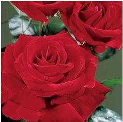 Rosa Ingrid Bergman rode roos, Tuin en Terras, Planten | Tuinplanten, Overige soorten, Vaste plant, Halfschaduw, Zomer, Verzenden