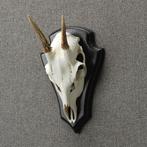 Reebok Schedel Taxidermie Opgezette Dieren By Max, Verzamelen, Ophalen of Verzenden, Nieuw, Wild dier, Opgezet dier
