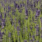Lavendel Angustifolia Hidcote (Dieppaars), Overige soorten, Volle zon, Vaste plant, Ophalen of Verzenden
