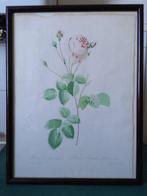 Rosa centifolia erenata - P.J Redoute - 1900