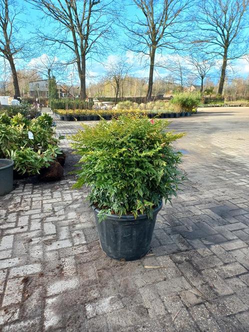 Nandina domestica Obsessed Gulfstream hemelse bamboe 60-80cm, Tuin en Terras, Planten | Struiken en Hagen, Ophalen