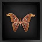 Vlinder Taxidermie volledige montage - Attacus Atlas - 25 cm, Verzamelen, Dierenverzamelingen, Nieuw