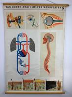 Van Goor’s Anatomische Wandplaten – nr. 5 - Van Goors