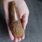 Dinosaurus - Fossiele tand - Spinosaurus aegyptiacus - 125