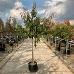 Amandelboom | Veredeld soort voor goede vruchten, Nieuw