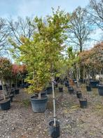 Acer Palmatum viridis esdoorn boom, Ophalen