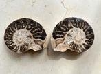 Ammoniet - Gefossiliseerde schelp - 13 cm - 16 cm (Zonder