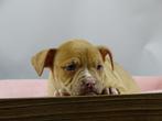 Old English Bulldog pups! t Gezonde type. Mogen direct mee, Parvo, Nederland, 8 tot 15 weken, Bulldog