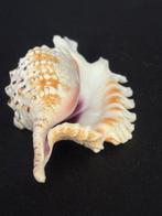 Zeeslak Zeeschelp - M-987 LAMBIS VIOLACEA, Verzamelen, Nieuw