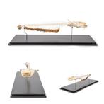 Skelet van Europese meerval (Silurus glanis), Sport en Fitness, Overige Sport en Fitness, Nieuw, Verzenden