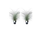Miscanthus ‘Kleine Silberspinne’ gras - set van 2, Huis en Inrichting, Kamerplanten, Verzenden