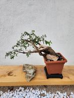 Mirte bonsai - Geen minimumprijs - Hoogte (boom): 25 cm -, Antiek en Kunst