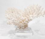 Verzamelobject Astkoralle Taxidermie wandmontage - pefektes, Antiek en Kunst, Curiosa en Brocante