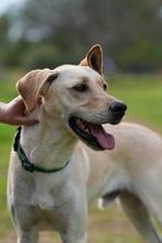 Mooie en lieve Labradors uit het asiel ter adoptie!, Particulier, Buitenland, Parvo, Labrador retriever