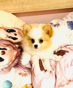 Zeer klein mini teefje pomeranian pomeriaan super lief, Dieren en Toebehoren, Parvo, Keeshond, 8 tot 15 weken, Teef