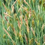 Moerings Phragmites Australis | Riet | In 18CM Mand Kant en, Ophalen of Verzenden, Nieuw