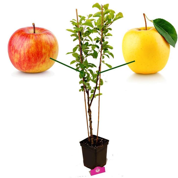 Appelboom Duo, Tuin en Terras, Planten | Fruitbomen, Volle zon, Verzenden