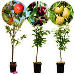 fruitbomen Appel Peer Kers + Pot 23cm 3 stuks, Verzenden, Volle zon