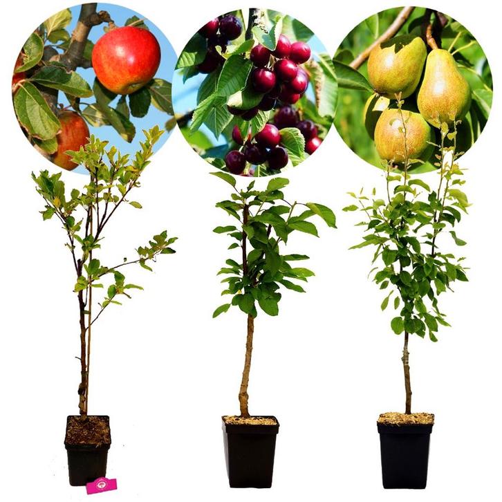 fruitbomen Appel Peer Kers + Pot 23cm 3 stuks, Tuin en Terras, Planten | Fruitbomen, Volle zon, Verzenden