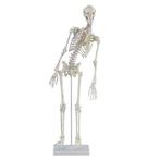 Anatomie model menselijk skelet spieren, flexibel, 84 cm, Nieuw, Verzenden