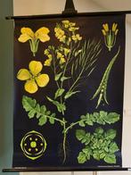 Raps - Jung Koch Quentell, koolzaad 1967 - Schoolkaart -, Antiek en Kunst, Curiosa en Brocante