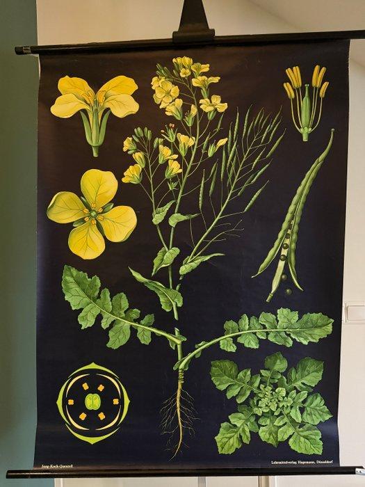 Raps - Jung Koch Quentell, koolzaad 1967 - Schoolkaart -, Antiek en Kunst, Curiosa en Brocante