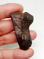 Canyon Diablo meteorite IJzer meteoriet - 73 g, Verzamelen, Mineralen en Fossielen