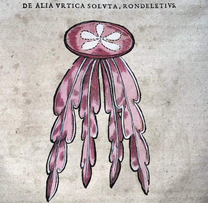 Conrad Gesner [Konrad Gessner] 1516-1565: Fischbuch:, Antiek en Kunst, Antiek | Boeken en Bijbels